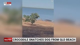 Crocodile snatches dog from QLD beach [upl. by Nnahtur]