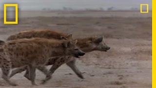 Hyena vs Cape Buffalo  National Geographic [upl. by Chancellor]