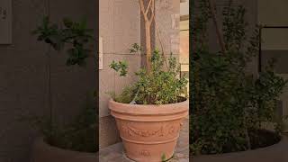 10 Meter High Trees in a Pot How to Grow Tall Trees at Home [upl. by Marilin]