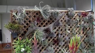 Barry Landaus Tropical Planet  San Fernando Bromeliad Show 2016 [upl. by Silevi736]