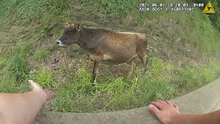 Police Corral Cow After It Fell Off Trailer on Roadway [upl. by Dnalram]