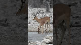 Impala in Etosha National Park Namibia [upl. by Latsyc]