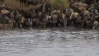 B1 Crocodlie Attacks Wildebeest Along the Grumeti River [upl. by Kurt]