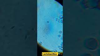 Lactobacillus under microscope microscope bacteria Lactobacillus yoghurt [upl. by Ailito]