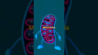 Mitochondria The Cell’s Powerhouse Explained [upl. by Yeltsew]