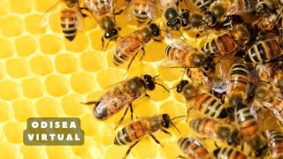 La vida secreta de las abejas [upl. by Annavoeg]