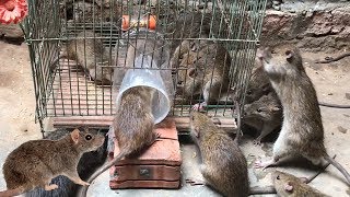 Best Rat Trap 2019 🐀 15 Mice in trapped 1 Hour 🐭 Mouse Rat trap 👍 How to Make Rat Trap [upl. by Aillil]