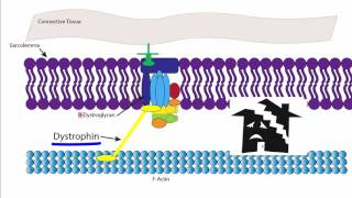 Muscular Dystrophy [upl. by Relluf]