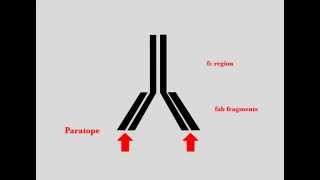 Immunohistochemistry  Immunolabeling [upl. by Shakespeare276]