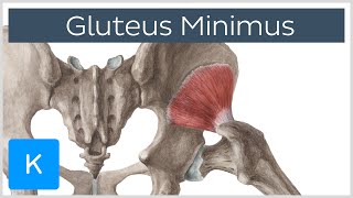 Gluteus Minimus Muscle  Origins amp Function  Human Anatomy  Kenhub [upl. by Norby]