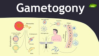 Gametogony in Plasmodium  Malaria  Parasitology  Basic Science Series [upl. by Ocisnarf]