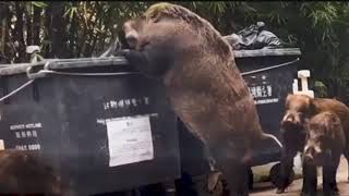 Gigantic wild boar dubbed quotPigzillaquot seen rummaging through dumpster [upl. by Mic]