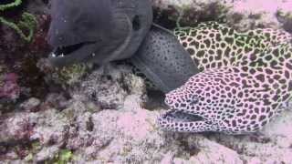 Two moray eels close up  Maldives April 2013 [upl. by Arramahs]