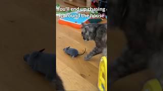 🐈 Cat vs RC Rat 🐀  Cat Toy cat cattoys catlover catvideos catshorts cats interactivecattoys [upl. by Reimer722]