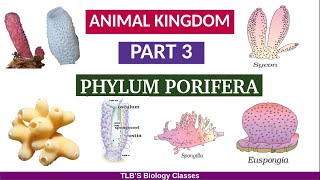 Animal KingdomPart 3Phylum PoriferaClass 11ZoologyKerala Higher SecondaryTLBS Biology Classes [upl. by Ahsimat]