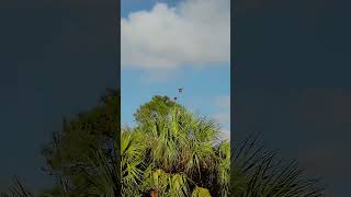 SHOTKAM Quail Hunt in Florida [upl. by Yawnoc]