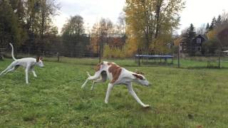 Podencos running  Ibizan Hound  Podenco Ibicenco [upl. by Verne893]