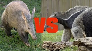 Aardvark vs Anteater  Animal Comparison 2018  Comparison Media [upl. by Harwilll403]