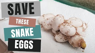 How I Saved a Clutch of Snake Eggs from a Bad Egg [upl. by Hsirap]