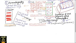 PART33 PROBES AND AUTORADIOGRAPHY DNA FINGERPRINTINGCHAPTER 6 NCERT CLASS 12TH BIOLOGY [upl. by Nairrot126]