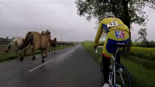 Des chevaux en pleine course cycliste [upl. by Cheke576]