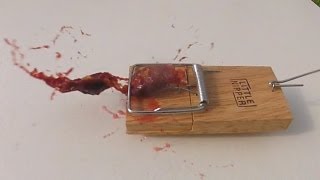 Damson in Mouse Trap Slow Mo GoPro 120fps [upl. by Paradies71]