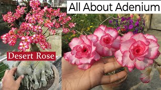 Adenium Plant Care  Desert Rose Plant  How to Grow Adenium  Succulent Plants Caudex [upl. by Hatnamas]