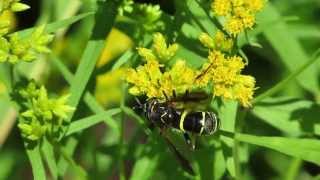 Diptera Syrphidae Hover flies Spilomyia sayi wing waving [upl. by Ainnet151]