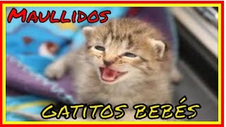 Sonido de gatitos bebes maullando [upl. by Campbell]