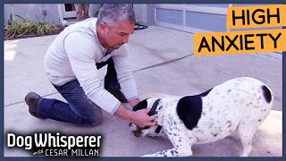 Cesar Millan Breaks Dogs Obsessive Behavior  Dog Whisperer [upl. by Enia735]