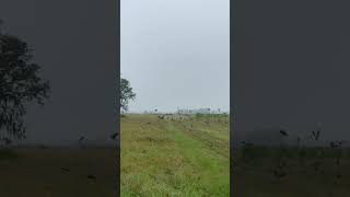 Dove season 2024 dovehunt shorts hunting [upl. by Bose450]