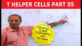 T Helper Cells  Immunology  Part 510 [upl. by Caldeira]