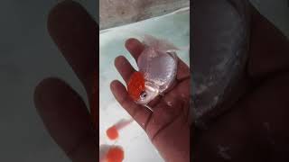 Red cap oranda goldfish goldfish fish orandagoldfish youtubeshorts trending [upl. by Christoph365]