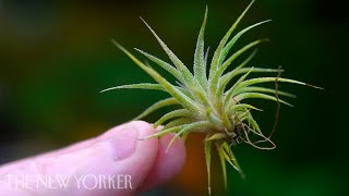 How Air Plants Grow Without Soil  The New Yorker [upl. by Aham695]