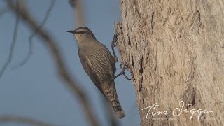 Brown Treecreeper Climacteris picumnus  Hd Video clip 11 Tim siggs ABVC [upl. by Kasey]