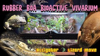 Rubber boa tank vivarium🐍 alligator lizard move and info 🐊 [upl. by Rik]