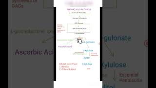 URONIC ACID PATHWAY [upl. by Alemrac]