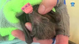 Baby flyingfoxes in care Maggie with Negroni and Benji [upl. by Acimot]