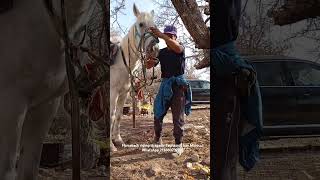 Horseback riding in agadir Taghazout bay Morocco WhatsApp 212660739222 [upl. by Ahseya881]