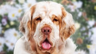 Clumber Spaniel  Top 5 Pros and Cons Clumber Spaniel Facts [upl. by Bordiuk559]