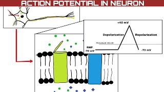 Action potential in neuron — How do neurons work Neuroscience Explained in 4 minutes [upl. by Lais]