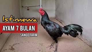 REVIEW KOLEKSI AYAM PAMA IMPORT DI SANGO FARM INDONESIA [upl. by Allista]