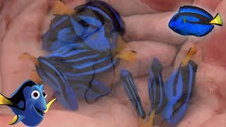 Facts The Blue Tang Palette Surgeonfish  finding dory fish facts [upl. by Rexana675]