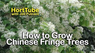 How to grow Chinese Fringe Trees  White Spring Flowering Tree  Chionanthus retusus [upl. by Ricardo728]