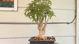 Ming aralia bonsai gets a new pot August 2022 [upl. by Kowtko613]