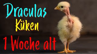 Nackthalsküken 1 Woche alt Tierbesprechung amp Update [upl. by Bowden624]