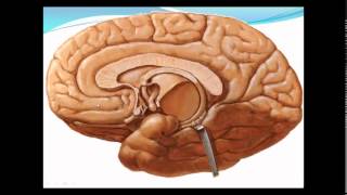 Neuroanatomy of the Limbic System by Dr Ahmed Wael Ibrahim [upl. by Iaras]