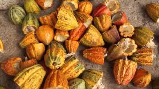 Cacao harvest in Nicaragua Chocolate Momotombo [upl. by Allene]