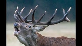 Brame du cerf 2017  HD [upl. by Lorraine]