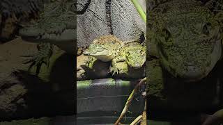 These Two Baby Crocodiles Are Always Basking Together share shorts trending viral subscribe [upl. by Enyr]